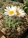 Нажмите на изображение для увеличения.

Название:	Turbinicarpus macrochele.jpg
Просмотров:	156
Размер:	241.4 Кб
ID:	365708