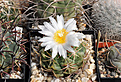 Нажмите на изображение для увеличения.

Название:	Thelocactus hexaedrophorus.jpg
Просмотров:	163
Размер:	160.5 Кб
ID:	365733