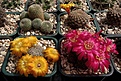 Нажмите на изображение для увеличения.

Название:	Sulcorebutia kruegerii &amp; canigueralii v. applanata.JPG
Просмотров:	140
Размер:	452.6 Кб
ID:	365755