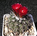 Нажмите на изображение для увеличения.

Название:	P. culpinensis(subterranea).JPG
Просмотров:	147
Размер:	72.5 Кб
ID:	365766