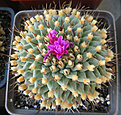 Нажмите на изображение для увеличения.

Название:	Turbinicarpus alonsoi.jpg
Просмотров:	142
Размер:	277.4 Кб
ID:	365769