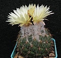Нажмите на изображение для увеличения.

Название:	Coryphantha  calipensis.JPG
Просмотров:	347
Размер:	57.9 Кб
ID:	365861