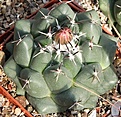 Нажмите на изображение для увеличения.

Название:	Coryphantha maiz tablacensis.JPG
Просмотров:	306
Размер:	91.9 Кб
ID:	365864