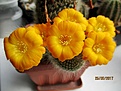 Нажмите на изображение для увеличения.

Название:	IMG_2107 (1000x750).jpg
Просмотров:	142
Размер:	342.2 Кб
ID:	365866