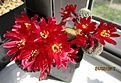 Нажмите на изображение для увеличения.

Название:	IMG_2077 (1000x684).jpg
Просмотров:	145
Размер:	334.7 Кб
ID:	365867