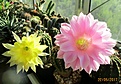 Нажмите на изображение для увеличения.

Название:	IMG_2047 (1000x691).jpg
Просмотров:	139
Размер:	378.7 Кб
ID:	365870