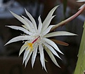 Нажмите на изображение для увеличения.

Название:	epiphyllum_strictum.jpg
Просмотров:	376
Размер:	170.0 Кб
ID:	365904