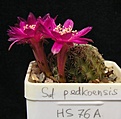 Нажмите на изображение для увеличения.

Название:	S. pedroensis.JPG
Просмотров:	182
Размер:	48.4 Кб
ID:	365907