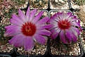 Нажмите на изображение для увеличения.

Название:	Thelocactus bicolor.JPG
Просмотров:	324
Размер:	443.3 Кб
ID:	365913
