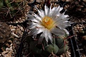 Нажмите на изображение для увеличения.

Название:	Thelocactus hexaedrophorus.JPG
Просмотров:	329
Размер:	378.3 Кб
ID:	365914