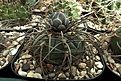 Нажмите на изображение для увеличения.

Название:	Gymnocalycium spegazzinii ssp cardenasianum.JPG
Просмотров:	117
Размер:	388.3 Кб
ID:	365918