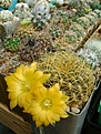 Нажмите на изображение для увеличения.

Название:	Sulcorebutia erinacea.jpg
Просмотров:	170
Размер:	239.5 Кб
ID:	365983