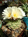 Нажмите на изображение для увеличения.

Название:	Strombocactus disciformis.jpg
Просмотров:	178
Размер:	312.9 Кб
ID:	365987
