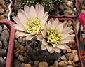 Нажмите на изображение для увеличения.

Название:	Gymnocalycium borthii GN 1075 3935.jpg
Просмотров:	155
Размер:	192.7 Кб
ID:	365989