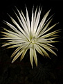 Нажмите на изображение для увеличения.

Название:	Setiechinopsis mirabilis VG 346a El Bosquecillo.jpg
Просмотров:	170
Размер:	141.5 Кб
ID:	365997