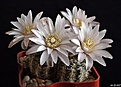 Нажмите на изображение для увеличения.

Название:	Gymnocalycium bruchii.JPG
Просмотров:	147
Размер:	183.7 Кб
ID:	365999