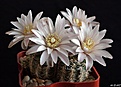 Нажмите на изображение для увеличения.

Название:	Gymnocalycium bruchii.JPG
Просмотров:	125
Размер:	183.7 Кб
ID:	365999