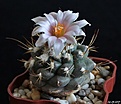 Нажмите на изображение для увеличения.

Название:	Turbinicarpus laui.JPG
Просмотров:	145
Размер:	160.7 Кб
ID:	366000
