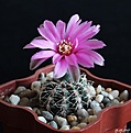 Нажмите на изображение для увеличения.

Название:	Gymnocalycium bruchii.JPG
Просмотров:	142
Размер:	152.7 Кб
ID:	366006