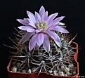 Нажмите на изображение для увеличения.

Название:	Gymnocalycium neuhuberi.JPG
Просмотров:	117
Размер:	191.7 Кб
ID:	366007