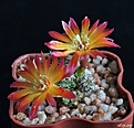 Нажмите на изображение для увеличения.

Название:	Sulcorebutia tarabucoensis v.aureiflora WR 479.JPG
Просмотров:	144
Размер:	192.4 Кб
ID:	366009