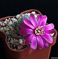 Нажмите на изображение для увеличения.

Название:	Sulcorebutia pedroensis HS76.JPG
Просмотров:	144
Размер:	141.9 Кб
ID:	366010