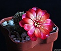 Нажмите на изображение для увеличения.

Название:	Sulcorebutia verticillacantha v. aureiflora.JPG
Просмотров:	144
Размер:	148.0 Кб
ID:	366017