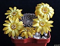 Нажмите на изображение для увеличения.

Название:	Sulcorebutia arenacea.JPG
Просмотров:	150
Размер:	208.6 Кб
ID:	366018
