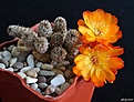Нажмите на изображение для увеличения.

Название:	Sulcorebutia tarabucoensis v.aureiflora JK 189.JPG
Просмотров:	143
Размер:	231.2 Кб
ID:	366020