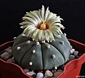 Нажмите на изображение для увеличения.

Название:	Astrophytum asterias f. nudum.jpg
Просмотров:	141
Размер:	161.8 Кб
ID:	366021