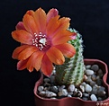 Нажмите на изображение для увеличения.

Название:	Rebutia huasiensis R313.JPG
Просмотров:	145
Размер:	116.1 Кб
ID:	366027