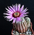 Нажмите на изображение для увеличения.

Название:	Echinocereus melanocentrus.JPG
Просмотров:	154
Размер:	164.2 Кб
ID:	366034