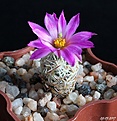 Нажмите на изображение для увеличения.

Название:	Escobaria minima SB 423.JPG
Просмотров:	146
Размер:	173.0 Кб
ID:	366035
