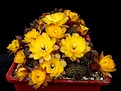 Нажмите на изображение для увеличения.

Название:	xChamaelobivia cv Yellow Bird.JPG
Просмотров:	151
Размер:	387.1 Кб
ID:	366044