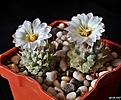 Нажмите на изображение для увеличения.

Название:	Strombocactus disciformis..JPG
Просмотров:	145
Размер:	154.3 Кб
ID:	366046