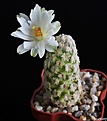 Нажмите на изображение для увеличения.

Название:	Mammillaria theresae f.albiflora.JPG
Просмотров:	143
Размер:	99.9 Кб
ID:	366050