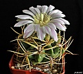 Нажмите на изображение для увеличения.

Название:	Gymnocalycium monvillei.JPG
Просмотров:	146
Размер:	187.4 Кб
ID:	366054