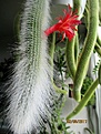 Нажмите на изображение для увеличения.

Название:	IMG_2218 (585x780).jpg
Просмотров:	453
Размер:	346.5 Кб
ID:	366160