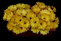 Нажмите на изображение для увеличения.

Название:	xChamaelobivia cv Yellow Bird.JPG
Просмотров:	218
Размер:	372.2 Кб
ID:	366168