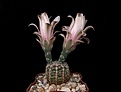 Нажмите на изображение для увеличения.

Название:	Gymnocalycium gertii.JPG
Просмотров:	122
Размер:	266.4 Кб
ID:	366171