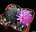 Нажмите на изображение для увеличения.

Название:	Sulcorebutia crispata HS 258.jpg
Просмотров:	222
Размер:	183.0 Кб
ID:	366236