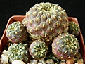 Нажмите на изображение для увеличения.

Название:	rauschii_GOLD_58mm_-_3500p
Просмотров:	854
Размер:	176.9 Кб
ID:	366262