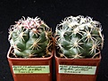Нажмите на изображение для увеличения.

Название:	bicolor_pottsii_38,40mm_-_3000,2500p
Просмотров:	847
Размер:	216.3 Кб
ID:	366269