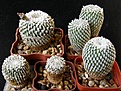 Нажмите на изображение для увеличения.

Название:	pseudopectinatus_44,31+27,31,23,36mm_-_4000,2000,600,100,3000p
Просмотров:	864
Размер:	229.0 Кб
ID:	366297