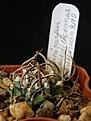 Нажмите на изображение для увеличения.

Название:	schmiedickeanus_rubriflorus_25mm_-_300p
Просмотров:	886
Размер:	147.7 Кб
ID:	366301