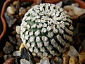 Нажмите на изображение для увеличения.

Название:	valdezianus_albiflorus_25mm_-_600p
Просмотров:	873
Размер:	193.1 Кб
ID:	366303
