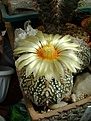 Нажмите на изображение для увеличения.

Название:	Astrophytum asterias ssp.supercabuto.jpg
Просмотров:	203
Размер:	213.2 Кб
ID:	366313