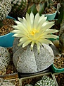 Нажмите на изображение для увеличения.

Название:	Astrophytum miriostigma ssp. ONZUKA.jpg
Просмотров:	214
Размер:	282.3 Кб
ID:	366314
