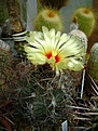 Нажмите на изображение для увеличения.

Название:	Astrophytum capricorne .jpg
Просмотров:	217
Размер:	267.1 Кб
ID:	366315
