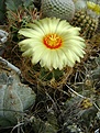 Нажмите на изображение для увеличения.

Название:	Astrophytum senile v.aureum.jpg
Просмотров:	212
Размер:	272.3 Кб
ID:	366316